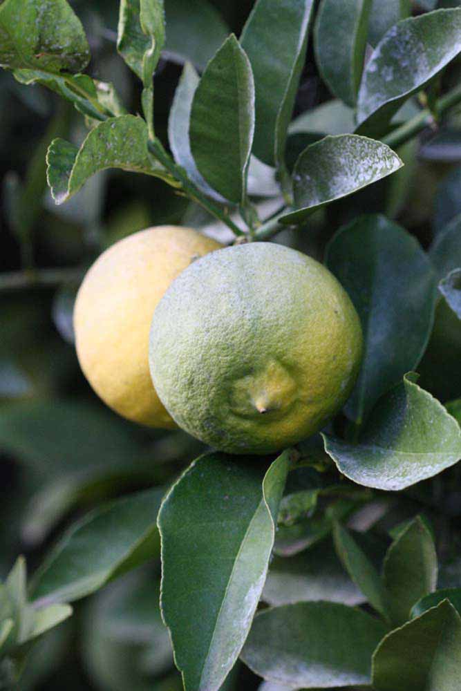              Fruit (Riverside, CA)       